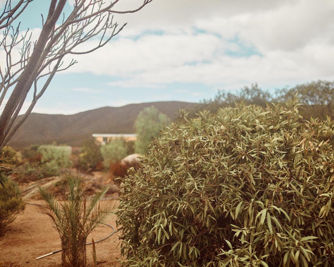 Quinta Estrella Bed & Breakfast Valle de Guadalupe Dış mekan fotoğraf