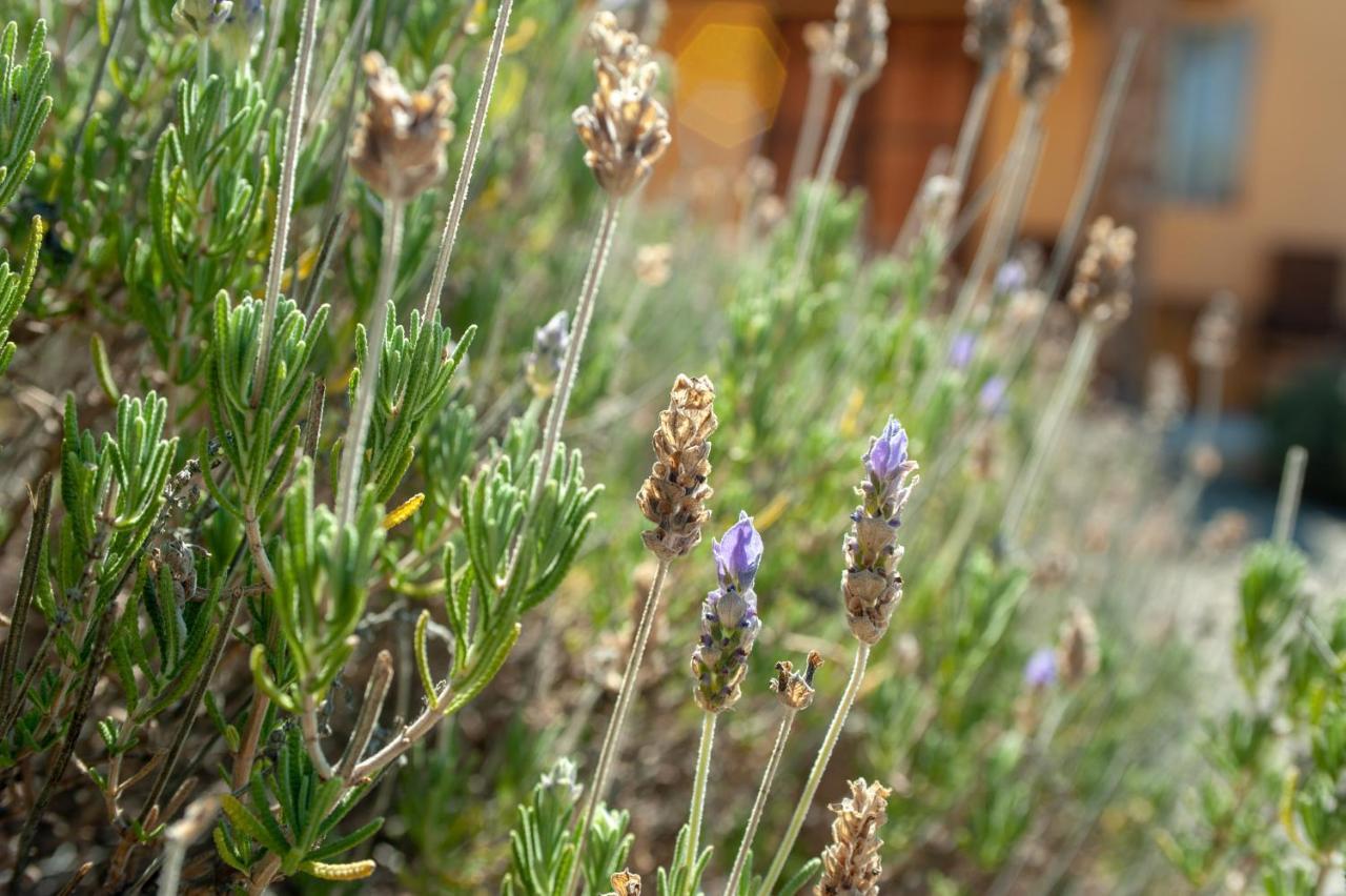 Quinta Estrella Bed & Breakfast Valle de Guadalupe Dış mekan fotoğraf